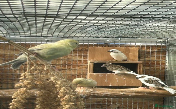 Canaries birds - Advert 2
