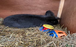 Lionhead rabbits for sale: Stunning lionhead buck - Image 2