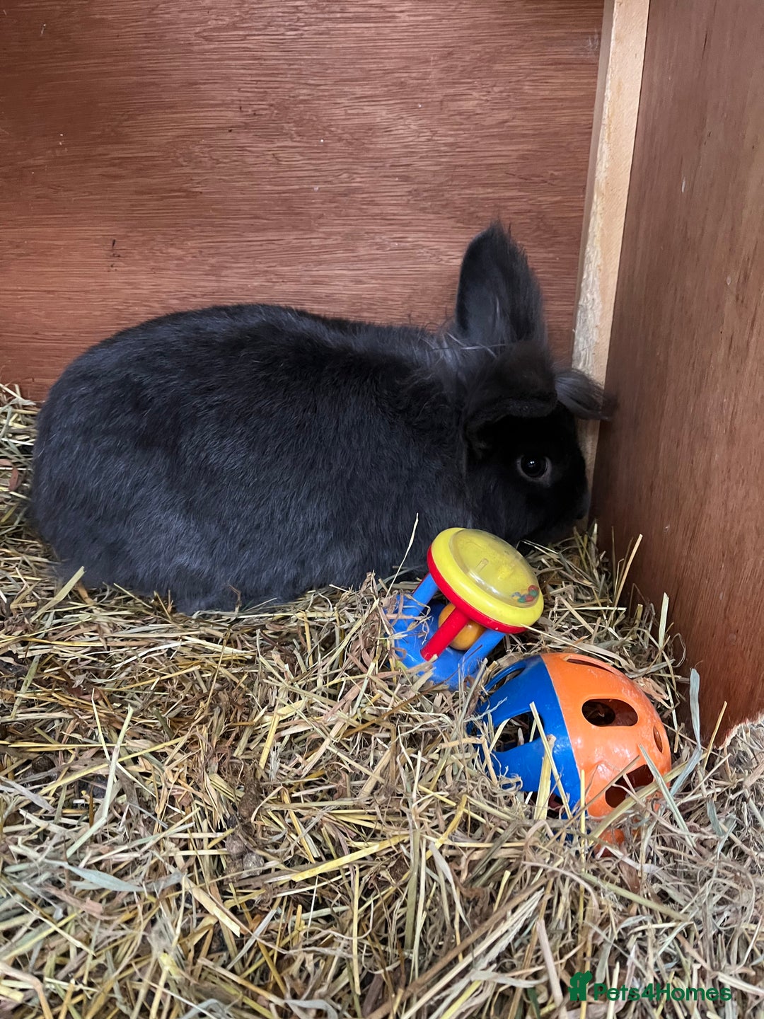 Lionhead rabbits for sale: Stunning lionhead buck - Image 2