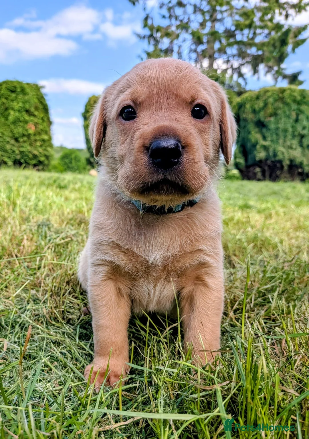 Labrador Retriever dogs for sale: Labrador puppies  in Oswestry - Advert 1