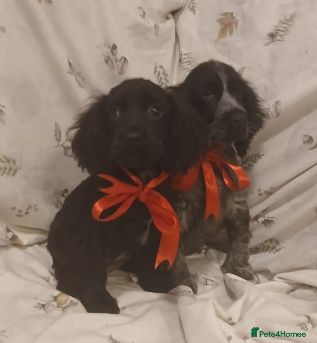 Cocker Spaniel dogs for sale: cocker spaniels - Advert 10