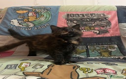 Mixed Breed cats for sale: 5 Beautiful, Fluffy Kittens For Sale! - Image 13