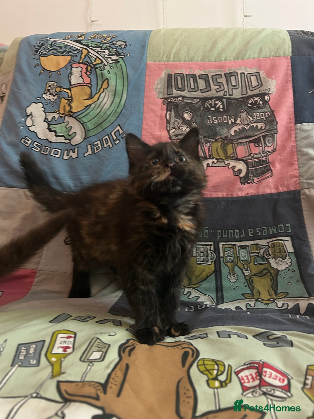 Mixed Breed cats for sale: 5 Beautiful, Fluffy Kittens For Sale! - Image 13