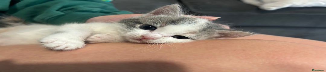 British Shorthair Kitten 3