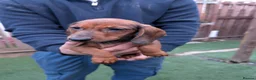 Miniature Dachshund dogs for sale: Miniature dachshund champion bloodline pedigree - Advert 7