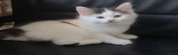 Mixed Breed cats for sale: Cute little boy  - Advert 1
