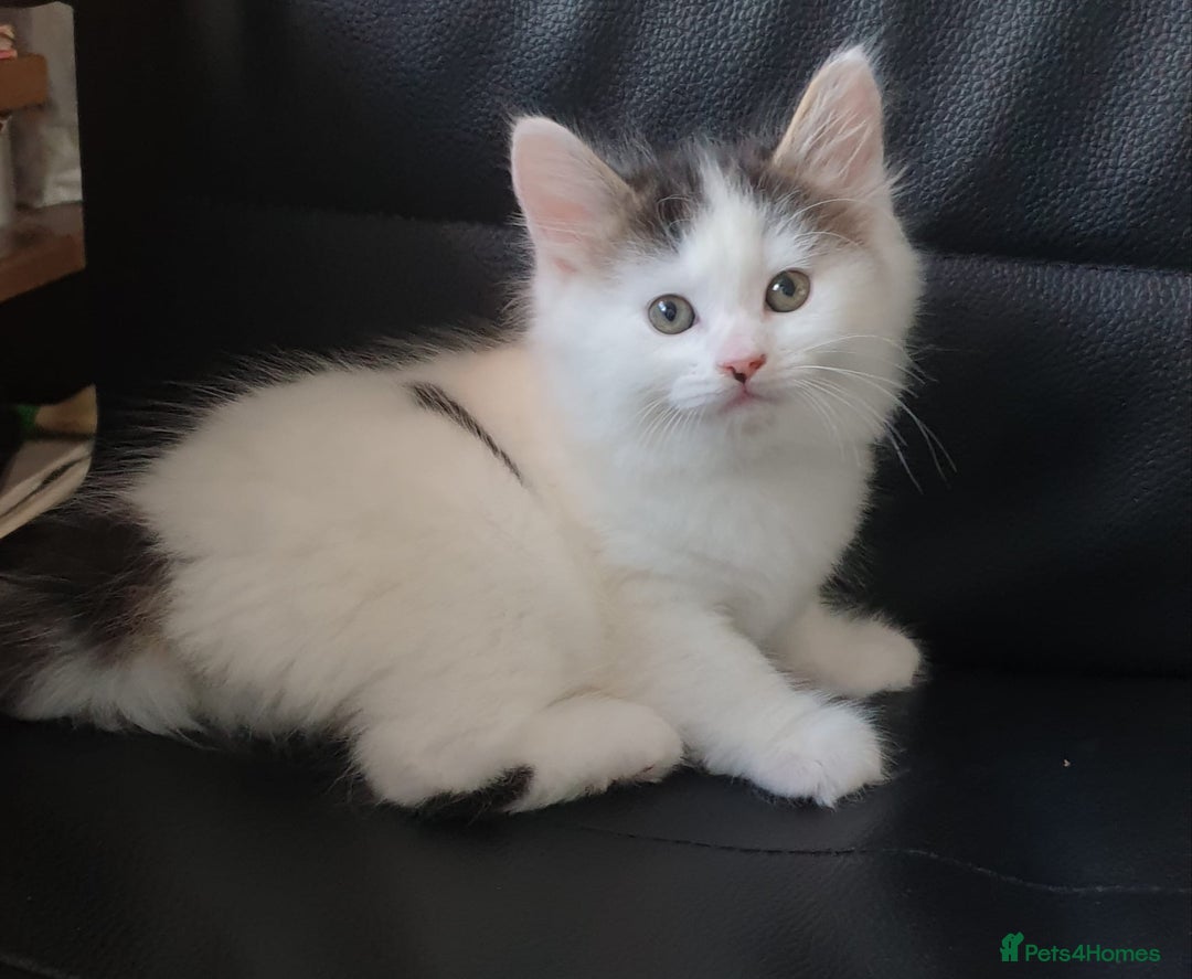 Mixed Breed cats for sale: Cute little boy  - Advert 1