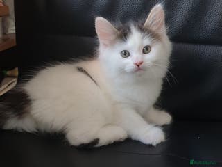 Mixed Breed cats Cute little boy - Advert 10