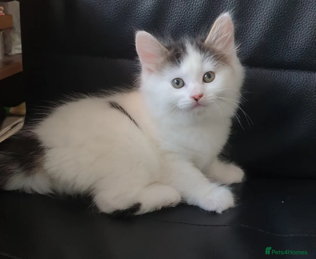 Mixed Breed cats for sale: Cute little boy  - Advert 1