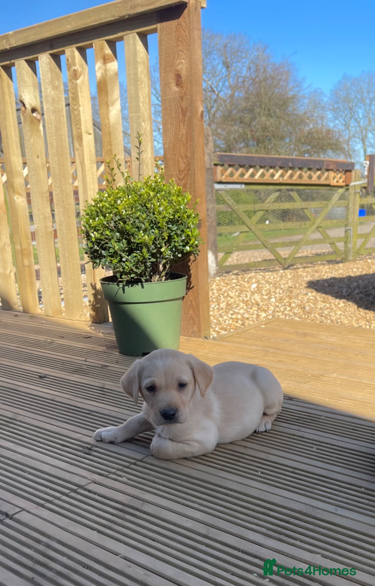 Labrador Retriever dogs 3 gorgeous Labradors  - Advert 4