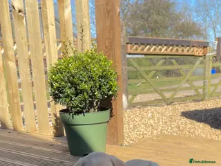 Labrador Retriever dogs 3 gorgeous Labradors - Advert 4