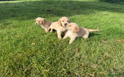 Labrador Retriever dogs for sale: Labrador puppies - Image 15