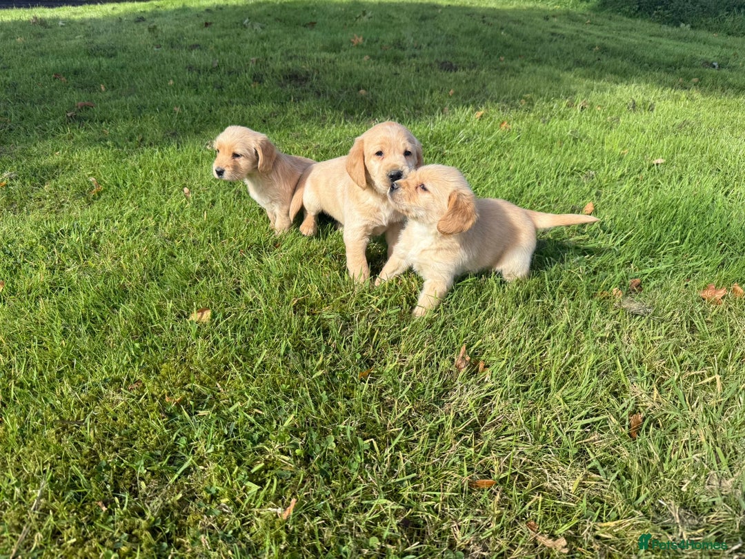 Labrador Retriever dogs for sale: Labrador puppies - Image 15