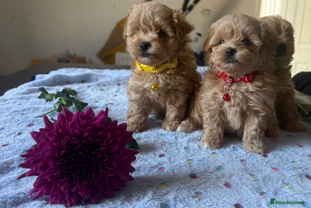 Maltipoo dogs for sale: Perfect small Maltipoo’s  puppy’s ❤️ - Image 6