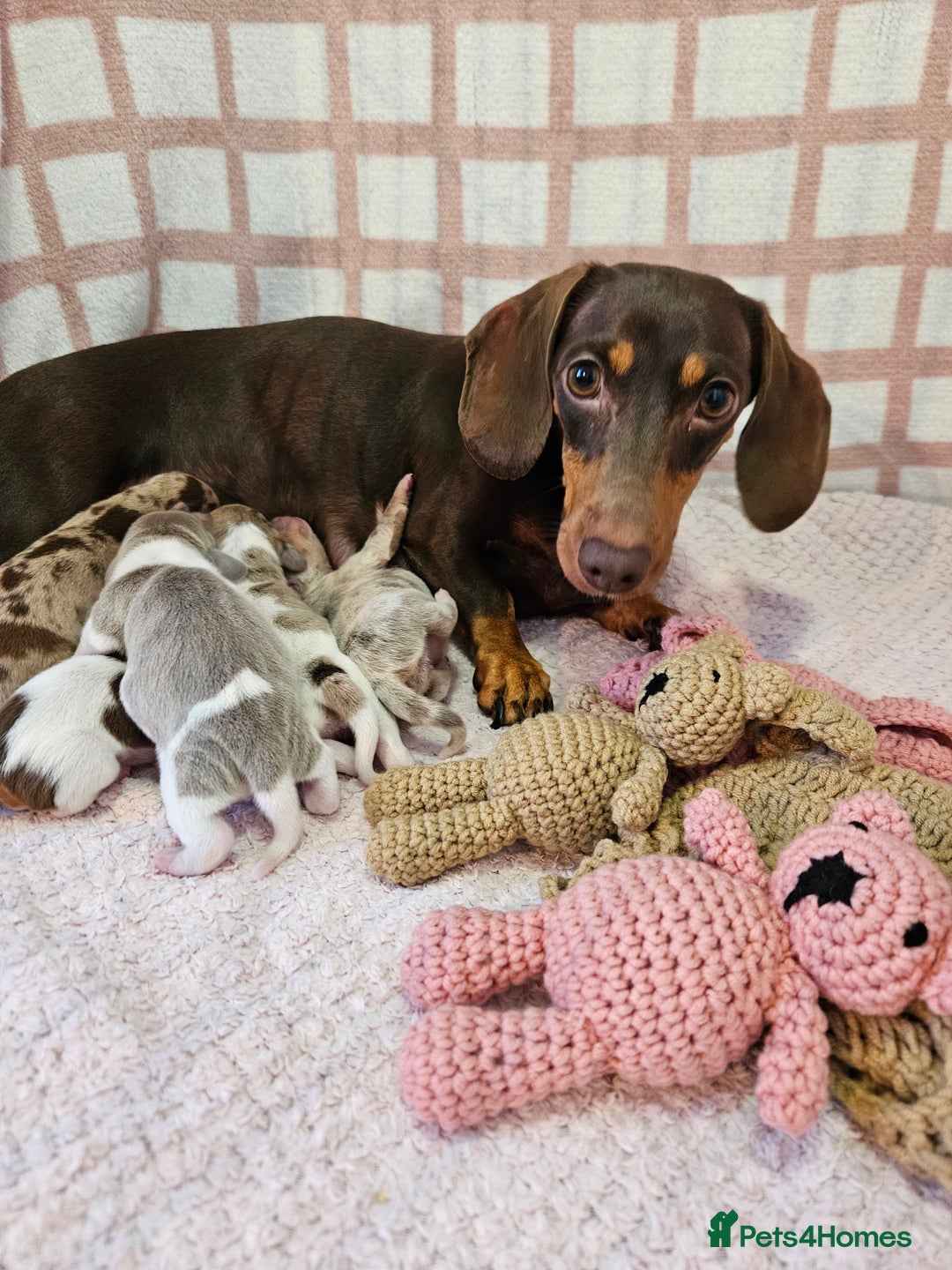 Miniature Dachshund dogs for sale: Stunning KC miniaturedachshunds KC - Advert 2