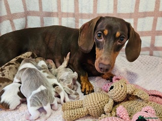 Miniature Dachshund dogs Stunning KC miniaturedachshunds KC - Advert 6