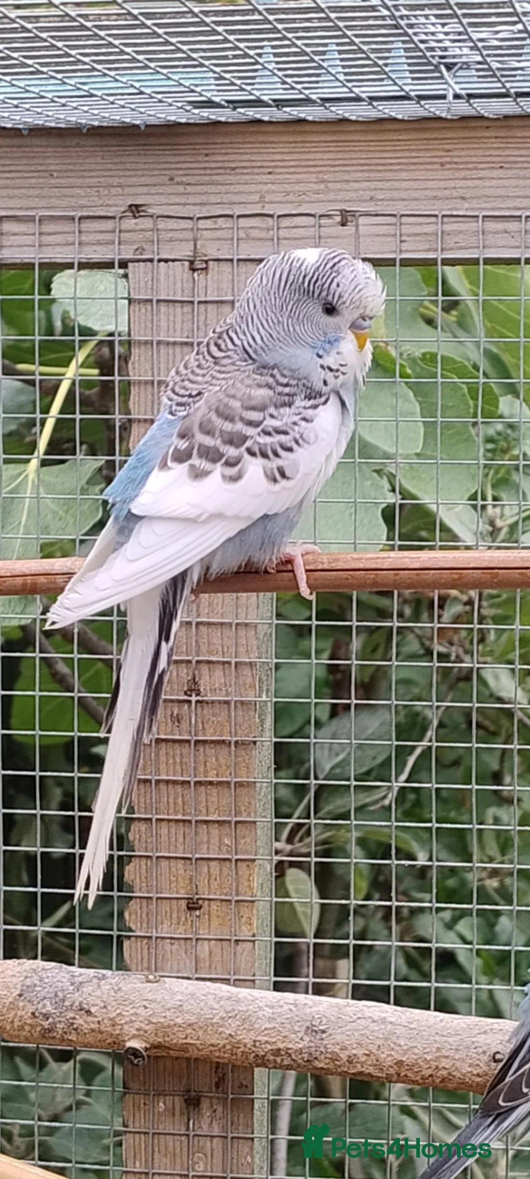 Budgerigars birds for sale: Baby budgies, easily tamed. Mixed colours - Advert 5