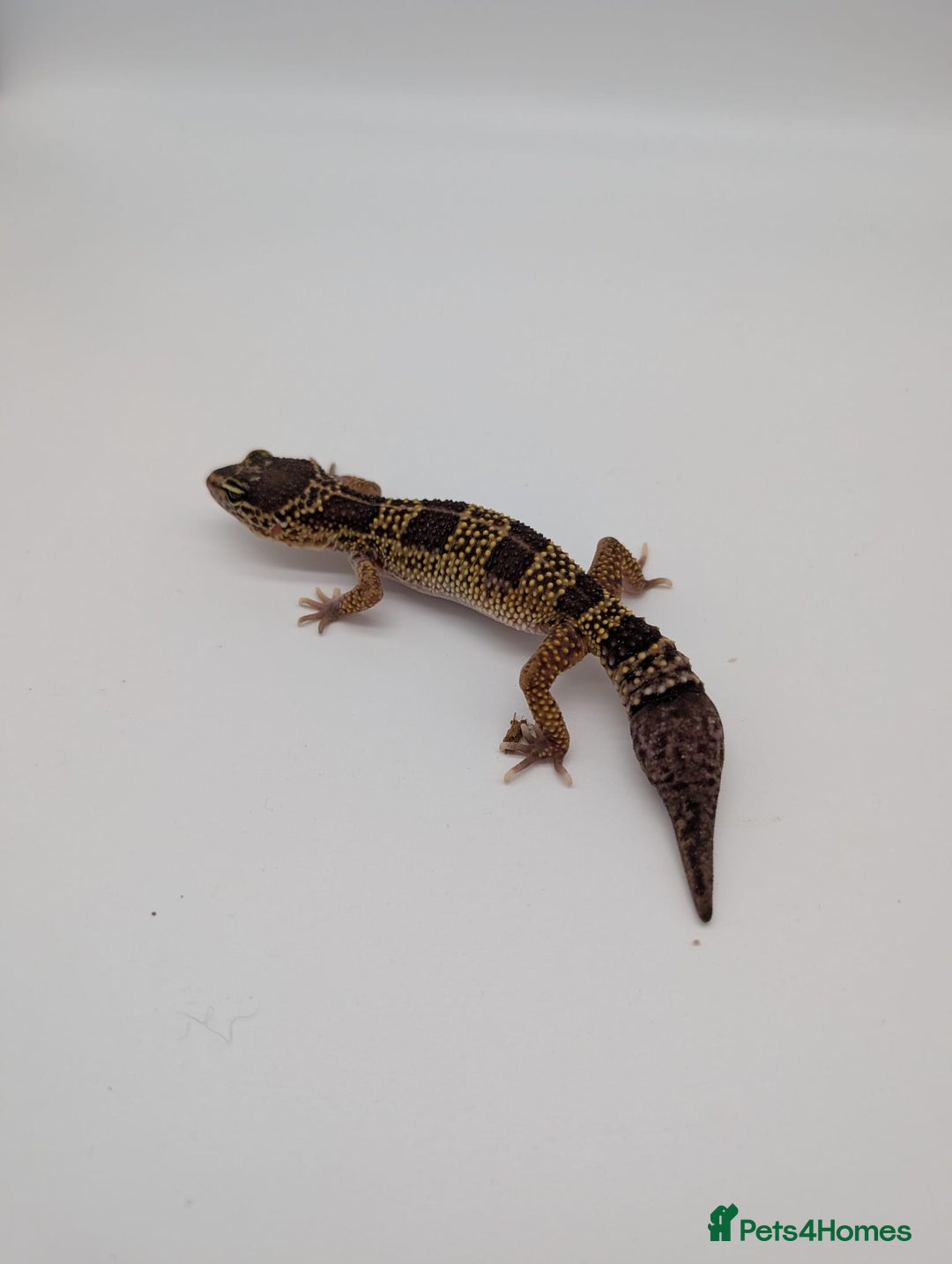 Leopard Gecko reptiles for sale: Black Night Cross Leopard Gecko  - Advert 34