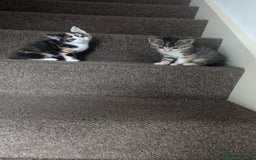 Mixed Breed cats for sale: Mixed Breed Kittens  - Image 10