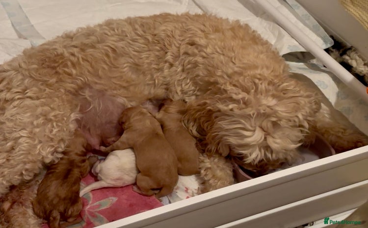 Australian Labradoodle dogs Exceptionally bred for Health! Temperament! Looks! - Advert 15