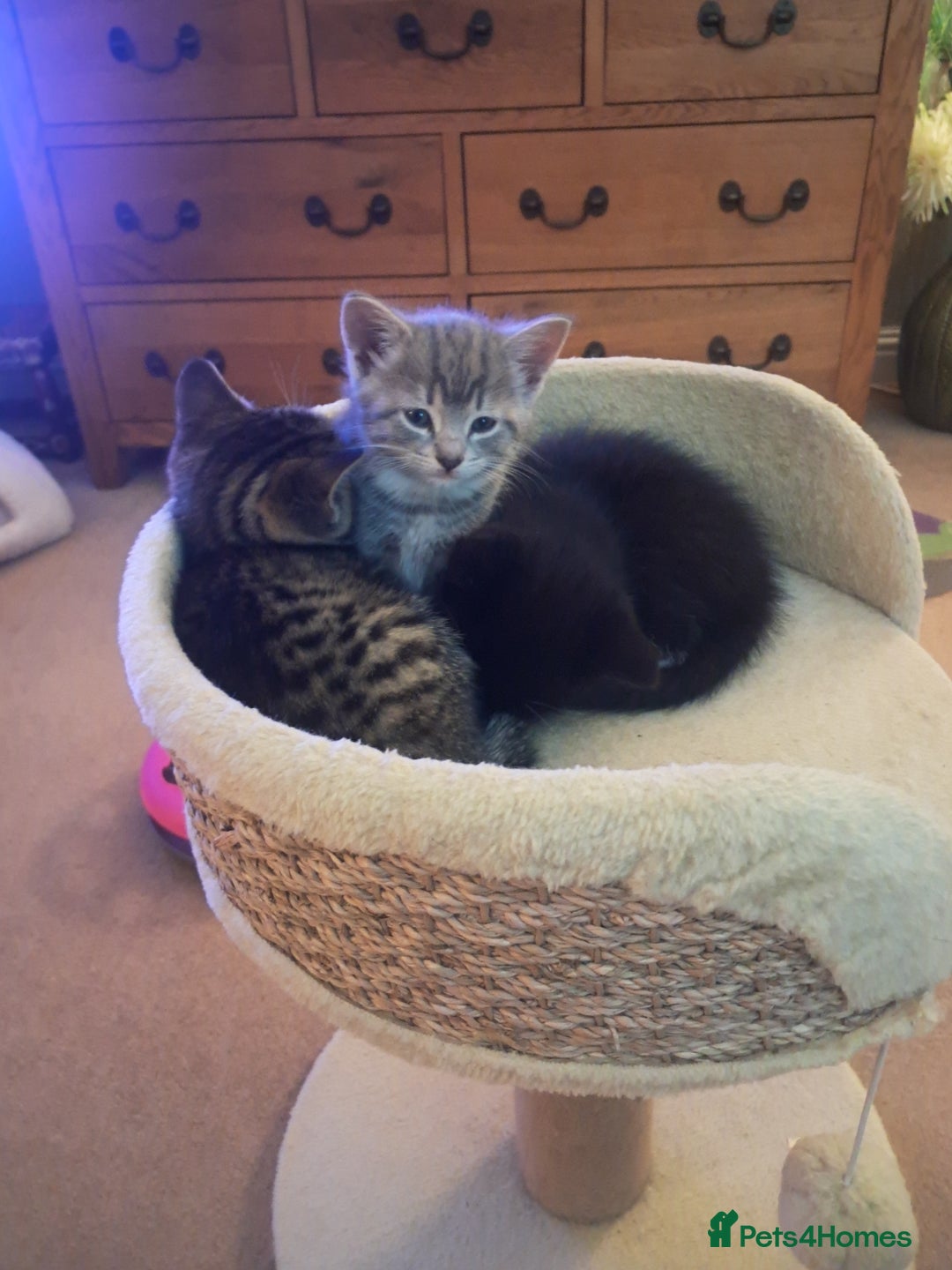 Mixed Breed cats for sale: 3 BEAUTIFUL KITTENS 😸 AVAILABLE  - Advert 18