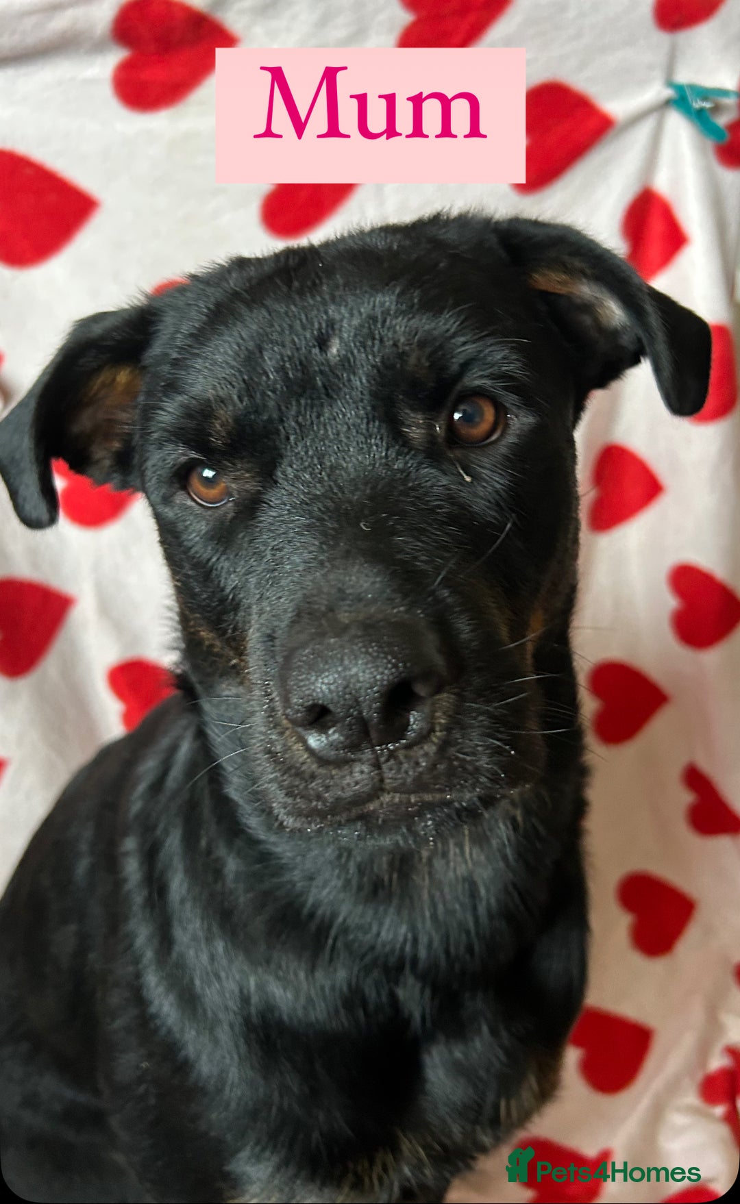 Rottweiler dogs for sale: 2 girls remaining  - Image 15
