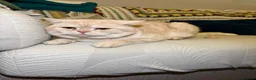 British Shorthair cats for sale: Beautiful British short hair kittens - Advert 7