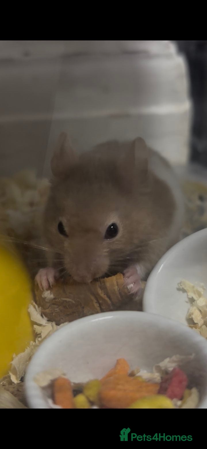 Hamster rodents Male hamster for sale , unsure of age  - Advert 1