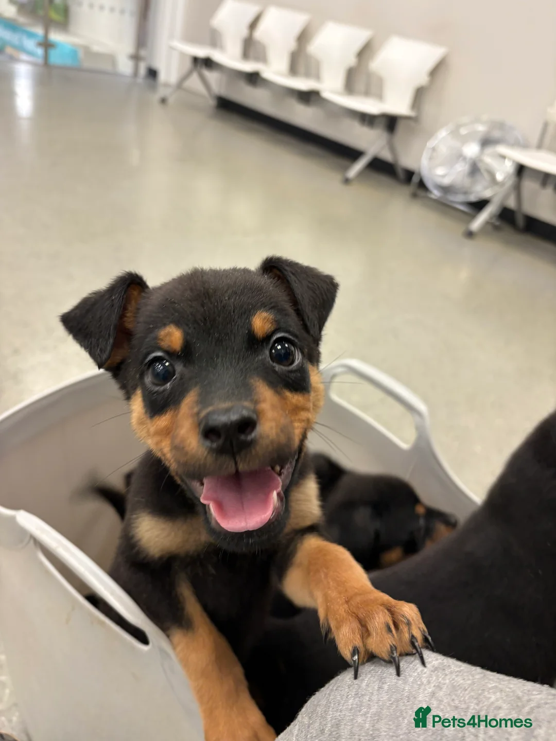 Rottweiler dogs for sale: Rottweiler puppies, only 2 girls left! Ready now  - Advert 38