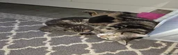 Domestic Shorthair cats for sale: Beautiful ShortHair Dom - Advert 7