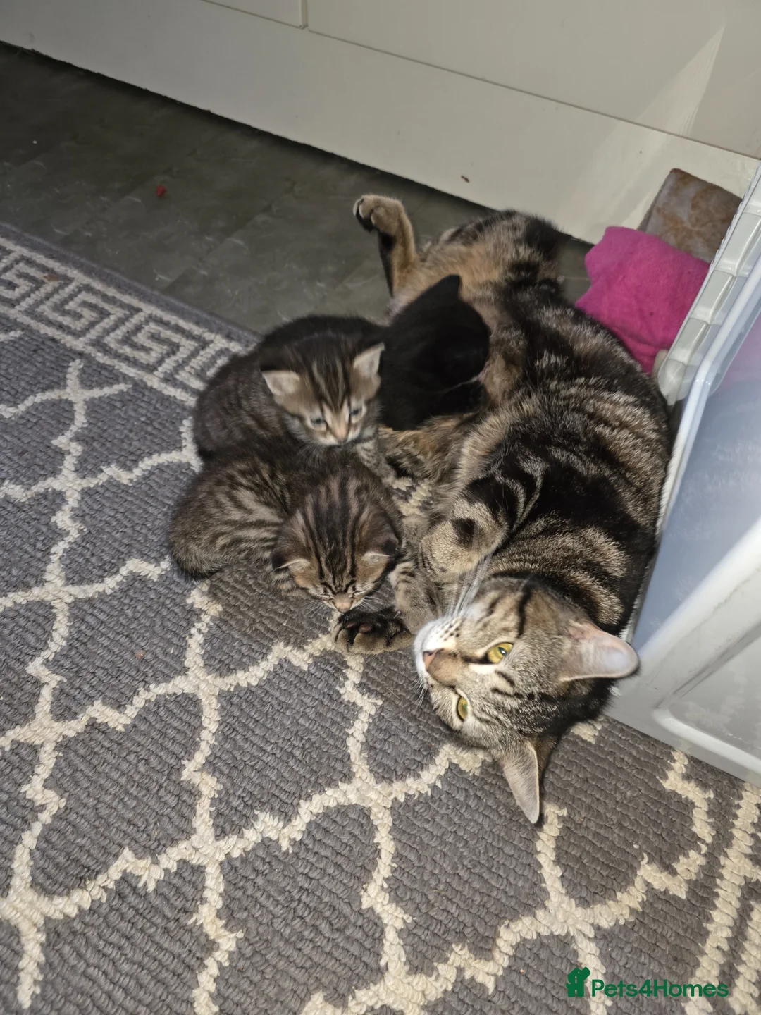 Domestic Shorthair cats for sale: Beautiful ShortHair Dom - Advert 7