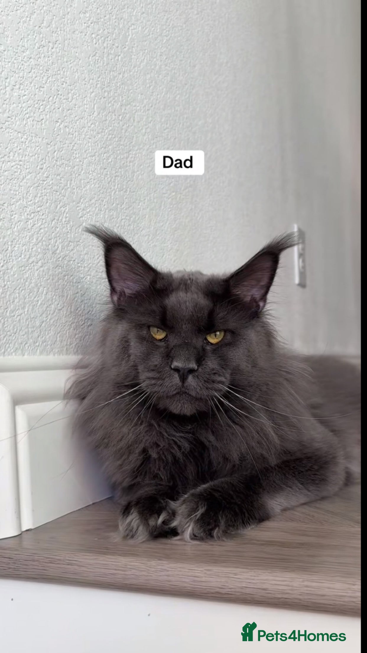 Maine Coon cats BEAUTIFUL MAINE COON KITTENS - Advert 16