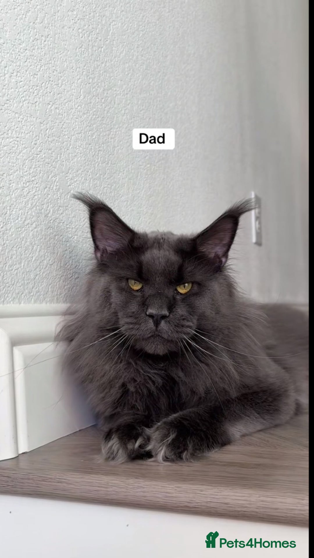 Maine Coon cats for sale: BEAUTIFUL MAINE COON KITTENS - Advert 1