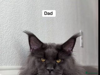 Maine Coon cats BEAUTIFUL MAINE COON KITTENS - Advert 1