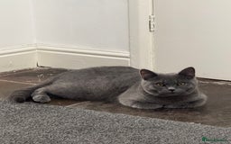 British Shorthair cats for sale: 💎 British Shorthair Cats for Sale 💎 - Image 8