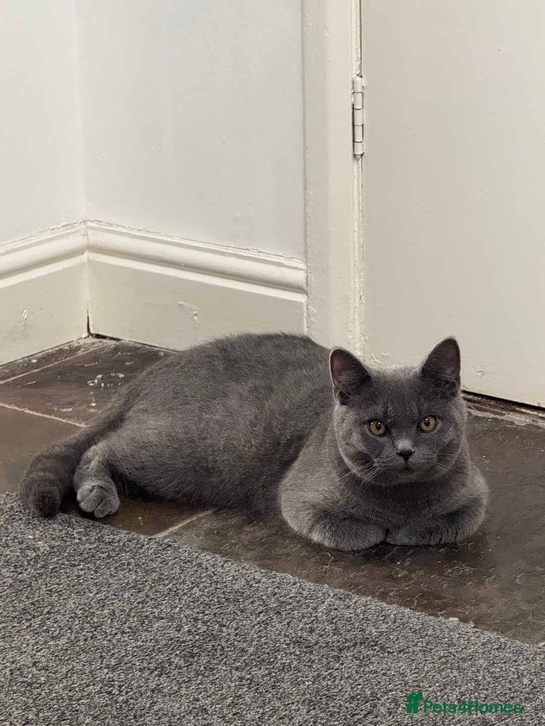 British Shorthair cats for sale: 💎 British Shorthair Cats for Sale 💎 - Image 8