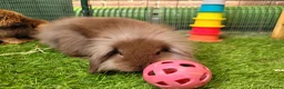 Mini Lion Lop rabbits for sale: Adorable Mini Lion Lops - READY JULY 1ST - Advert 11