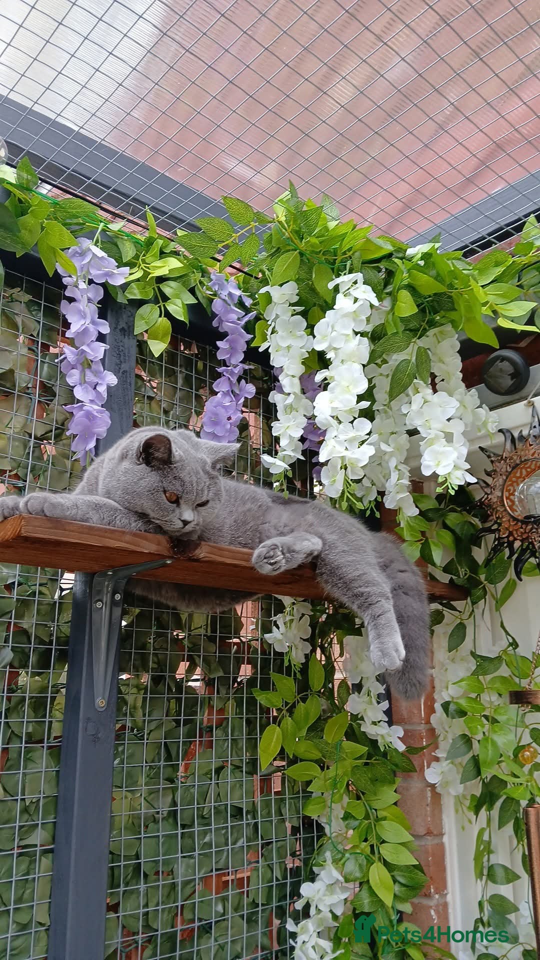 Mixed Breed cats for sale: Two indoor females seeking loving home together  - Image 27
