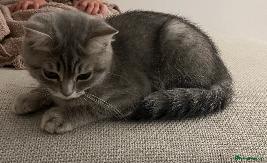 British Shorthair cats for sale: Boy & Girl British Shorthair kittens  - Image 6