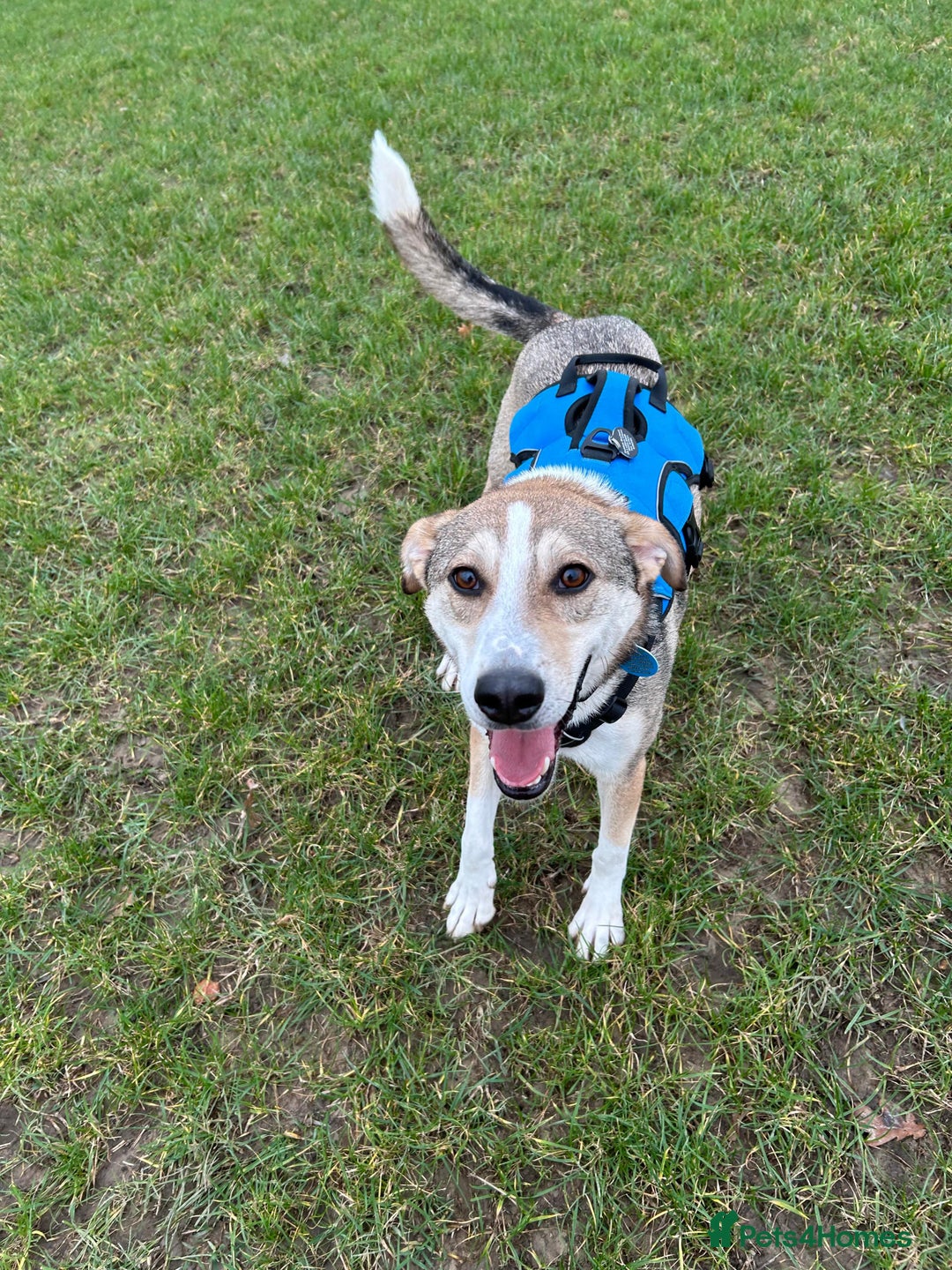 Mixed Breed dogs for adoption: MACK - FOR ADOPTION  - Advert 1