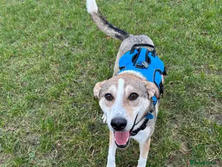 Mixed Breed dogs MACK - FOR ADOPTION - Advert 17