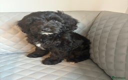 Cavapoo dogs for sale: Cavapoo pup - Image 3