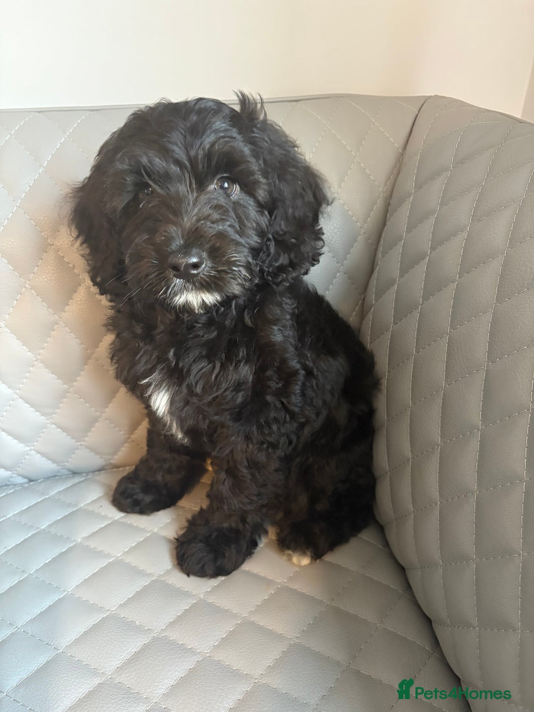 Cavapoo dogs for sale: Cavapoo pup - Image 3