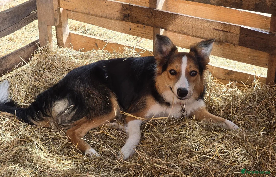Mixed Breed dogs for sale: Border x Welsh Collie  - Advert 2