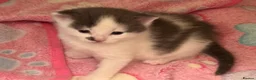 Domestic Shorthair cats for sale: Kittens  - Advert 3
