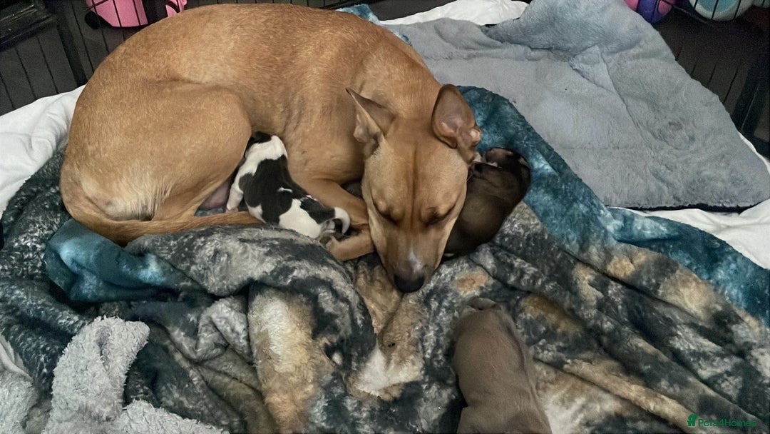 Mixed Breed dogs for sale: 3 mixed breed puppies for sale  - Image 5