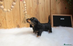 Miniature Dachshund dogs for sale: KC Health tested Licensed breeder 12 years exp - Image 39