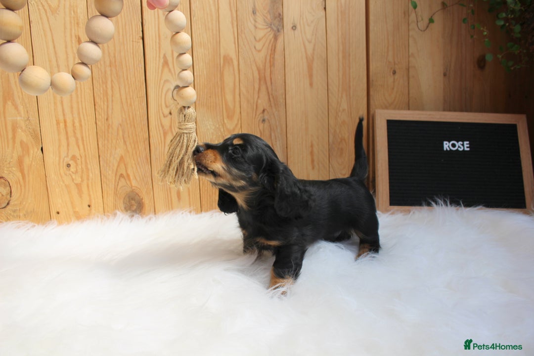 Miniature Dachshund dogs for sale: KC Health tested Licensed breeder 12 years exp - Image 39