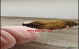 Guinea Pig rodents for sale: 2 pairs of guinea pigs + 1 single - Advert 4