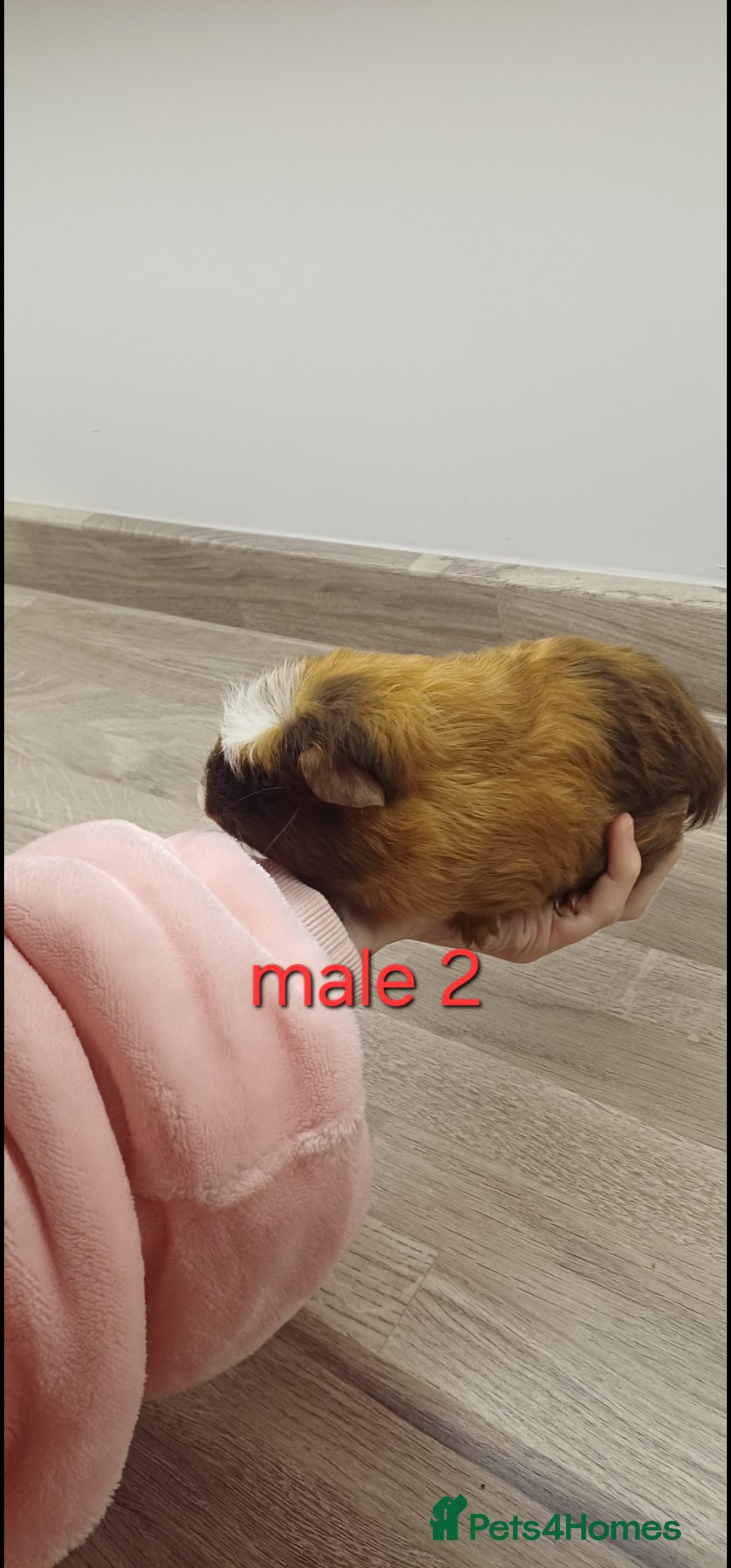 Guinea Pig rodents for sale: 2 pairs of guinea pigs + 1 single - Advert 4